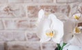 Falenopsis against the background of a brick wall Royalty Free Stock Photo