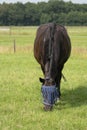 A falk color foal and a brown mare in the field, wearing a fly mask, pasture, horse