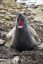 Falkland Islands - Elephant Seal Royalty Free Stock Photo