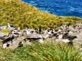 The nesting site of black-browed albatrosses and southern rockhopper penguins in the Falkland Islands. Royalty Free Stock Photo