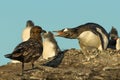 Falkland Skua attacking Gentoo penguin and a chick Royalty Free Stock Photo