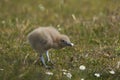 Falkland Skua chick on Bleaker Island