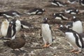 Falkland Skua gets too close - Falkland Islands