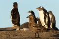 Falkland skua waiting to steal a penguin chick near gentoo penguin colony Royalty Free Stock Photo