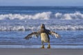 Falkland Steamer Duck in the Falkland Islands