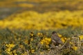 Falkland Thrush - Falkland Islands