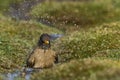 Falkland Thrush bathing in the Falkland Islands