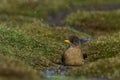 Falkland Thrush bathing in the Falkland Islands