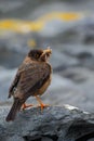 Falkland Thrush, Turdus falcklandii falcklandii, brawn bird with food for youngs, sitting on the stone, animal in the nature habit Royalty Free Stock Photo