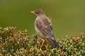 Falkland Thrush, Turdus falcklandii falcklandii, brawn bird with food for youngs, sitting on the stone, animal in the nature habit