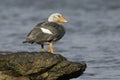 Falklands flightless streamer duck, Tachyeres brachypterus