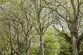 Falkner Square; Liverpool; England