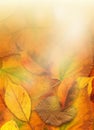 Fallen autumn leaves with light rays Royalty Free Stock Photo