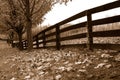 Fallen Maple Leaves Along Fence in Rural Area in Autumn (Sepia)