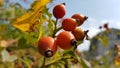 Juicy orange rosehip berries with blurry lush foliage and clear blue sky background. Green and yellow leaves and ripe berry fruits Royalty Free Stock Photo