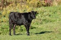 Black Angus cow in fall pasture