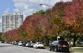 Fall along Lakeshore Drive West Royalty Free Stock Photo