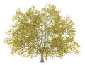 Fall american beech tree isolated on white Royalty Free Stock Photo