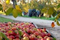 Fall Apple Harvest and Orchard Royalty Free Stock Photo