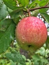 Fall Apple