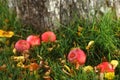 Fall Apples Royalty Free Stock Photo
