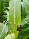 Fall armyworm attack in maize crop in Assam