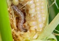 Fall armyworm on damaged corn with excrement