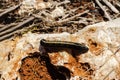 Fall Armyworm On Rock