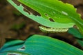Fall armyworm Spodoptera frugiperda on corn leaf. Corn leaves damage by worms