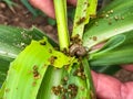 fall armyworm Spodoptera frugiperda on corn leaf.