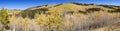 Fall aspen forest with golden trees covering a panoramic landscape in the Colorado mountains Royalty Free Stock Photo