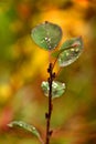 Fall Aspen Leaves with Water Drops Fresh Beauty in Nature Royalty Free Stock Photo