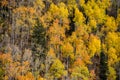 Fall Aspen