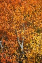 Fall Aspen Tree