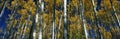 Fall aspen trees, CO Royalty Free Stock Photo