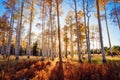 Fall Aspen trees in Hart Prairie near Flagstaff, Arizona Royalty Free Stock Photo