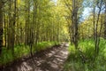 Fall aspen trees on the Medano Pass primitive road in the Rocky Mountains in Colorado United States Royalty Free Stock Photo