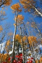 Fall Aspens 7