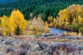 Fall Aspens Along a Wyoming River Royalty Free Stock Photo