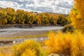 Fall Aspens Along a Wyoming River Royalty Free Stock Photo