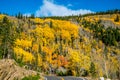 Fall Aspens in October in Colorado