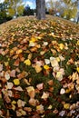 Fall Autum Trees on Blue Sky Day with Fisheye Lens Wide Angle Royalty Free Stock Photo