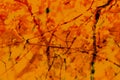 Fall Autumn Abstract Background. Branches, leaves. Red, orange y