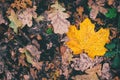 Dry Yellow Leaves Fall Autumn Background Foliage Season in October Royalty Free Stock Photo