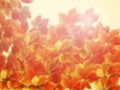 Fall autumn blurred background. Colorful red and orange autumn leaves with sun rays - stock Royalty Free Stock Photo