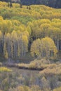 Aspen trees groves in Autumn Kebler Pass near Crested Butte Colorado America.  Aspen grove tree Fall foliage change colour Royalty Free Stock Photo