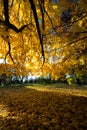 Fall Autumn Colors Maple Tree Yellow Leaves Royalty Free Stock Photo