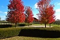 Fall, Autumn, colors, trees, bushes, red, orange, yellow, leaves, Kentucky, farm, country Royalty Free Stock Photo