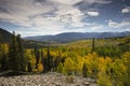 Aspen trees groves in Autumn at Ohio pass near Crested Butte Colorado America. Aspen grove tree Fall foliage change colour