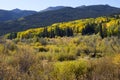 Aspen trees groves in Autumn Kebler Pass near Crested Butte Colorado America.  Aspen grove tree Fall foliage change color Royalty Free Stock Photo